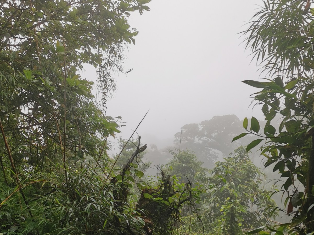 Die Nebelwälder von&nbsp;Monteverde