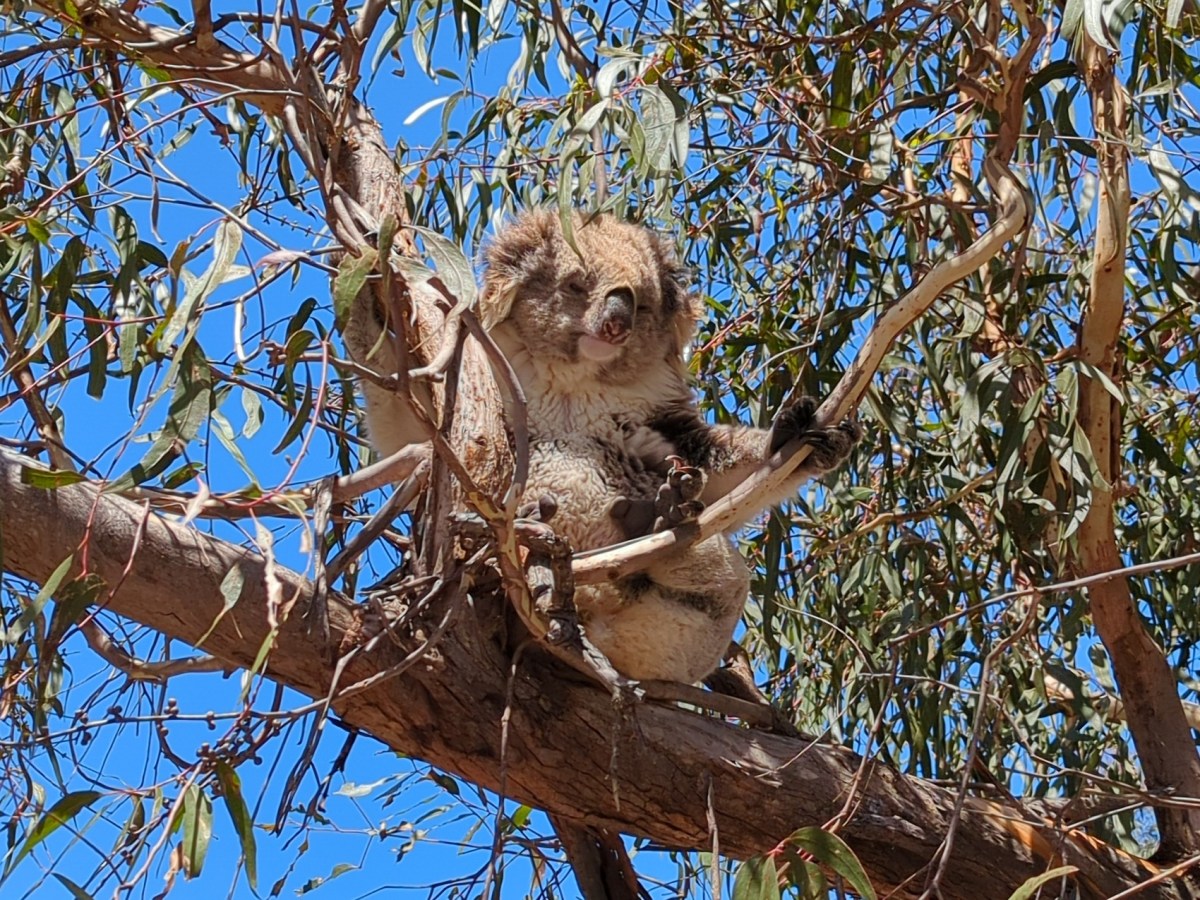 Raymond Island – Lakes&nbsp;Entrance
